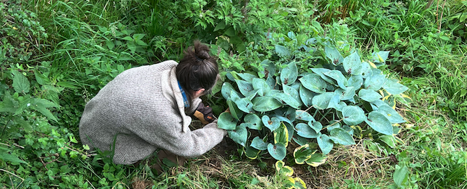 Jarforetum aux jardins familiaux de Rouen en 2012
