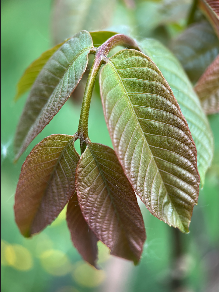 Les 10 bonnes raisons de créer de la biomasse dans nos jardins