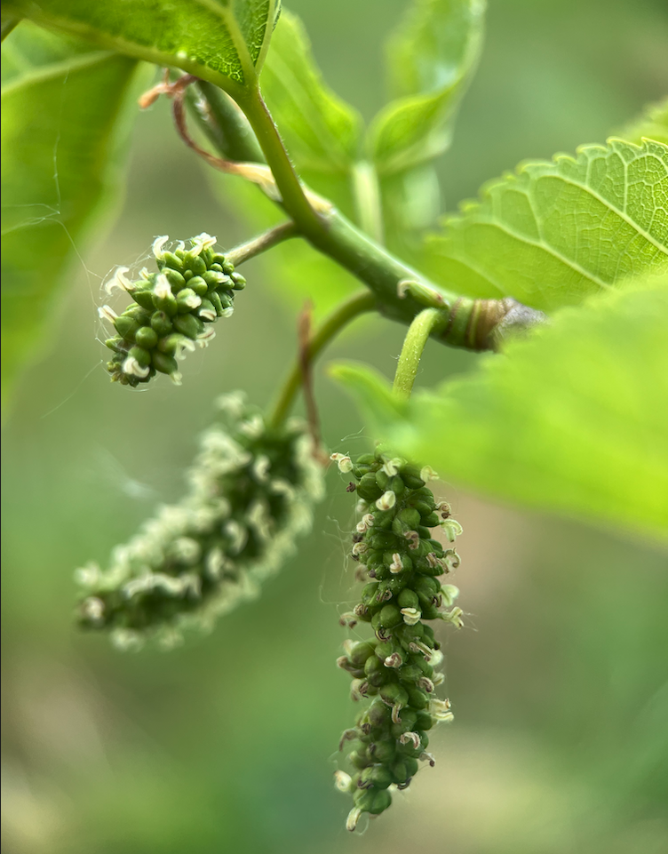 Imagine, tout un écosystème!